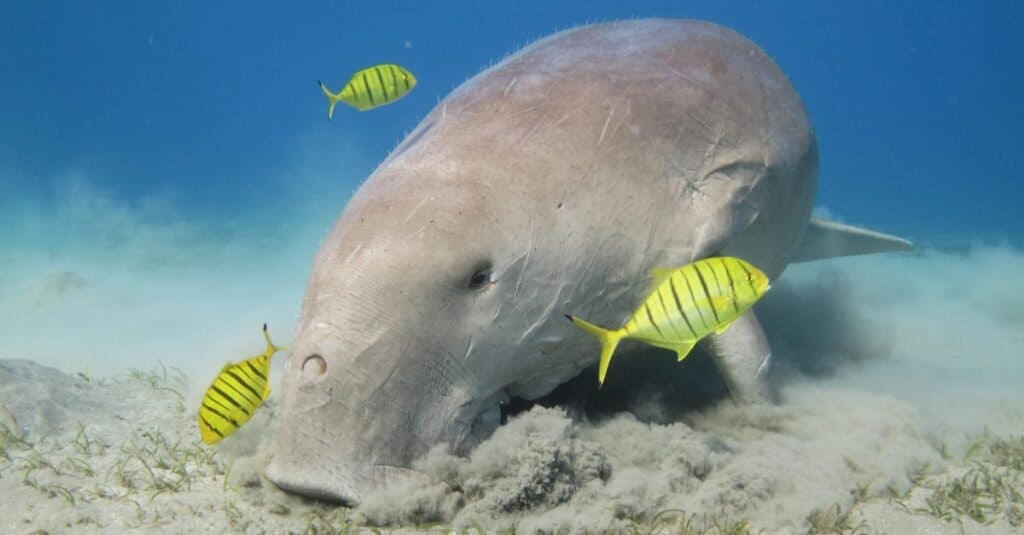 Animali che vivono nelle barriere coralline: dugonghi