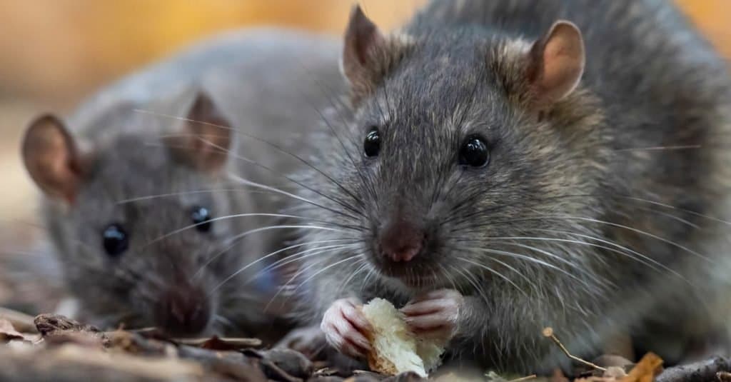 Gli animali più intelligenti: i ratti