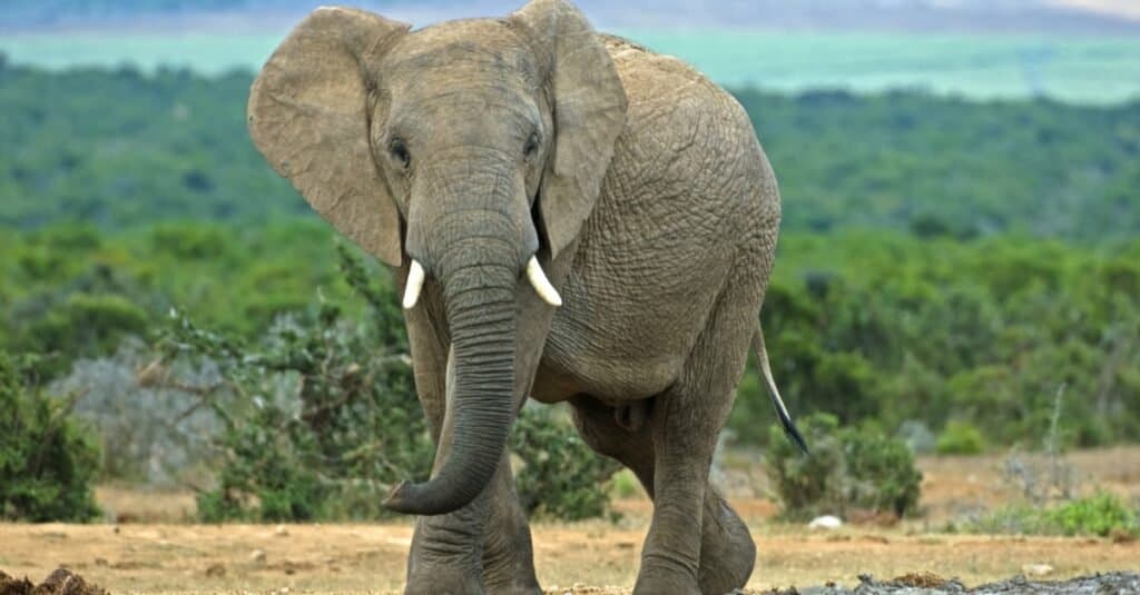 L'animale più mortale del mondo: gli elefanti