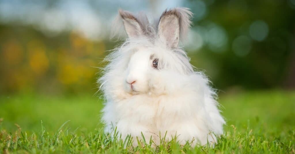 Gli animali più belli: il coniglio d'angora