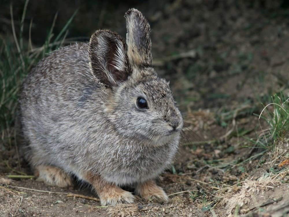 Un coniglio pigmeo in piedi nella terra vicino all'erba.