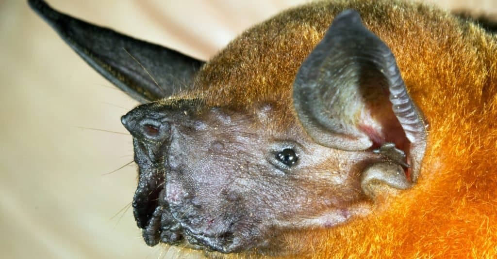 Animali più rumorosi: pipistrello bulldog maggiore