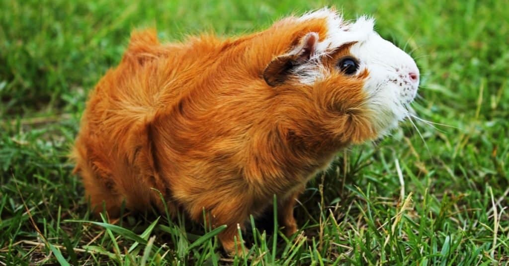 Animali più soffici: cavia abissina