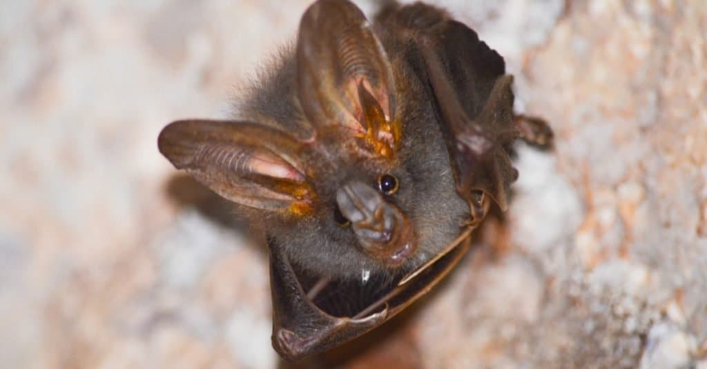 Incredibile animale della foresta pluviale: falso pipistrello vampiro australiano