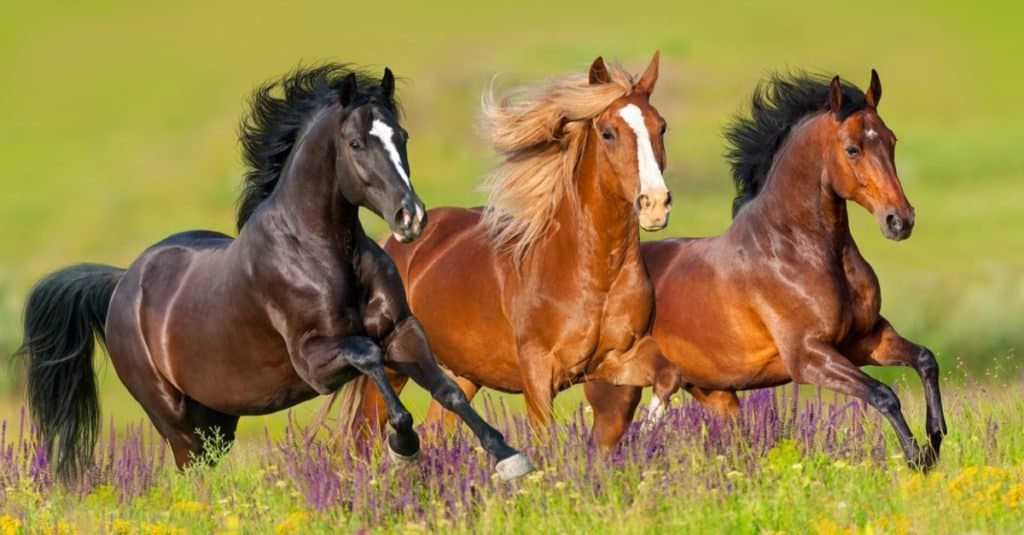 Animali preferiti e più popolari: cavallo