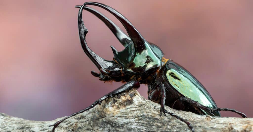 I 10 coleotteri più grandi del mondo - Atlas Beetle