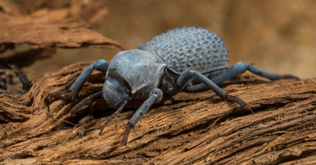 I 10 migliori animali che hanno conchiglie - scarabeo corazzato