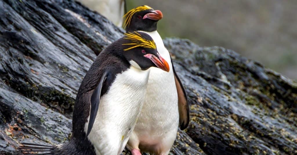 Animale che si accoppia per la vita: pinguino maccheroni