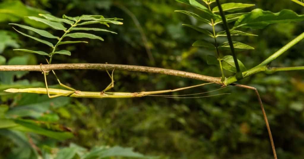 animali con camuffamento - bastone da passeggio