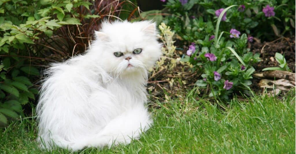 gatto persiano bianco seduto sull'erba con la faccia imbronciata