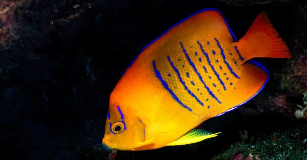 Pesce più costoso: Clarion Angelfish