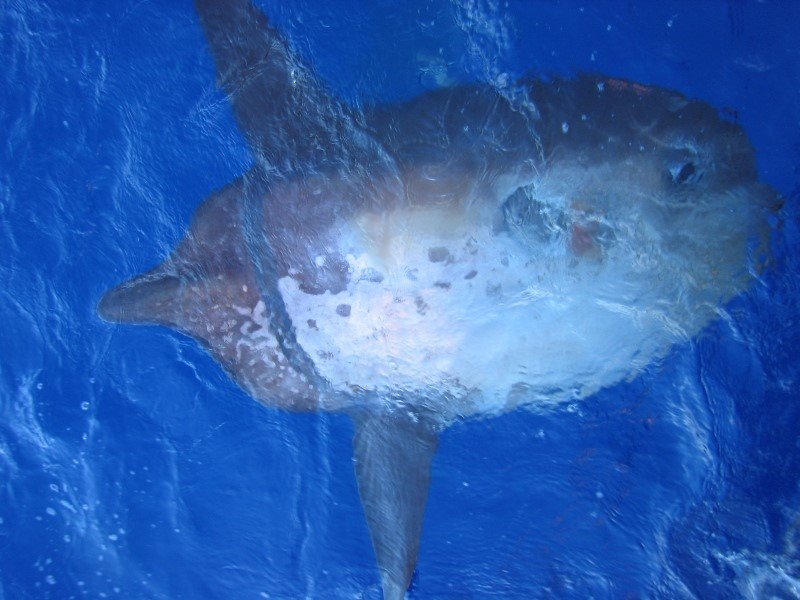 Il pesce più grande del mondo: Sharptail Mola