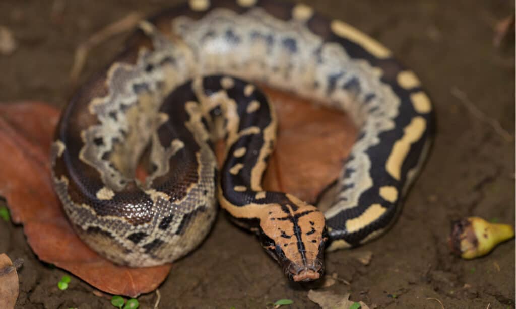 Serpente pitone sangue dalla coda corta del Borneo (Python curtus breitensteini)