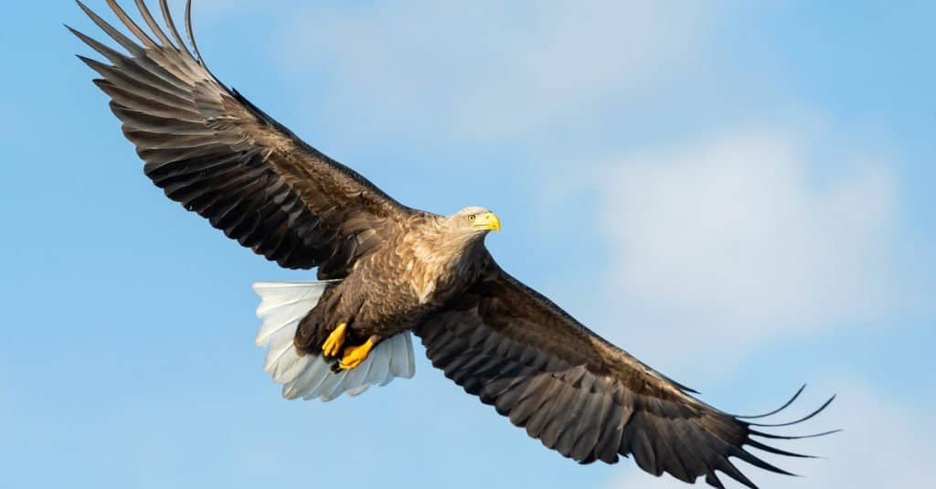 I più grandi uccelli rapaci - Aquila dalla coda bianca