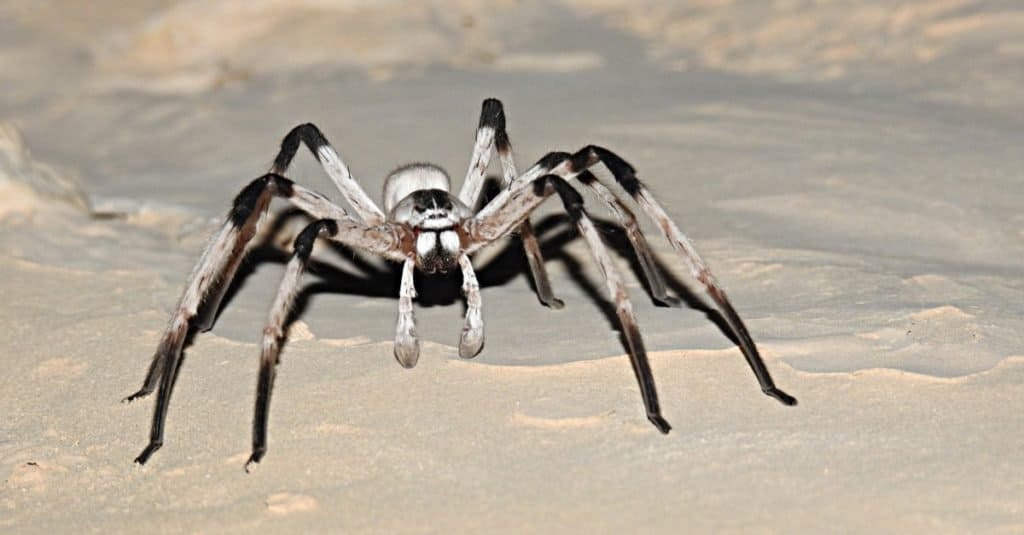 I più grandi ragni: Cerbalus aravaensis