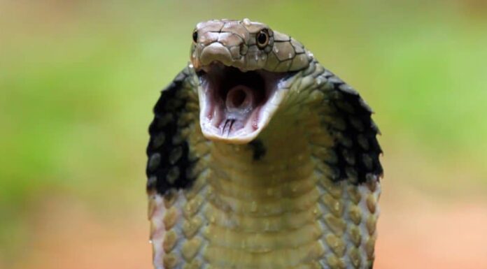 I 10 serpenti più grandi del mondo
