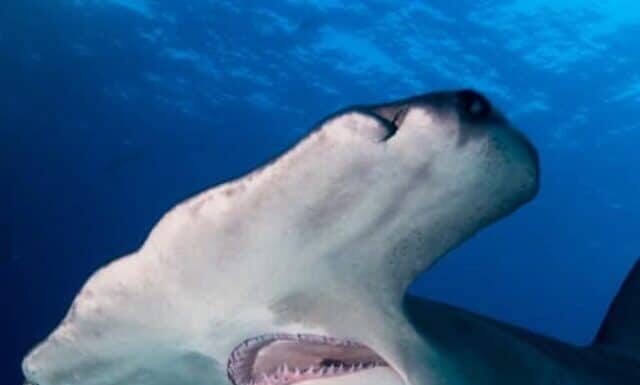 I 10 squali più grandi vicino alle spiagge della Virginia
