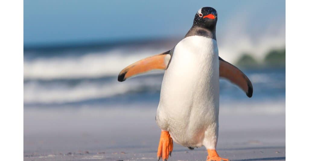 12 animali di Natale da tutto il mondo - pinguino