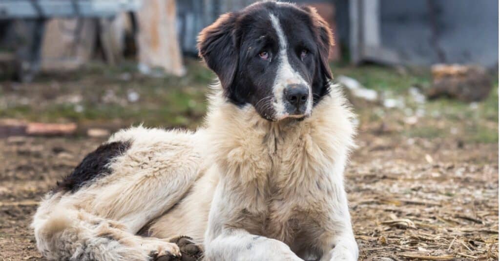 Cani più alti: pastore rumeno della Bucovina