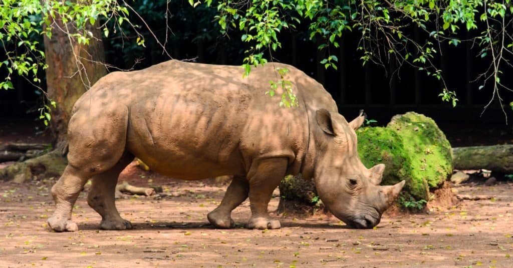 Animali più piccoli: Rinoceronte Animali più piccoli: Rinoceronte