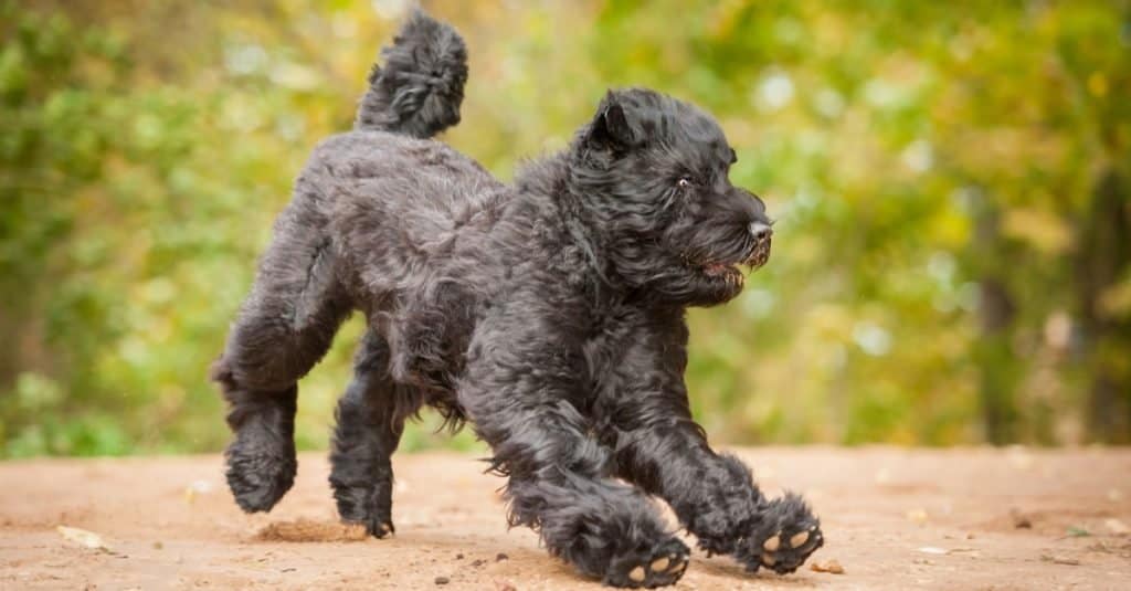 Razze di cani più grandi: Terrier russo nero