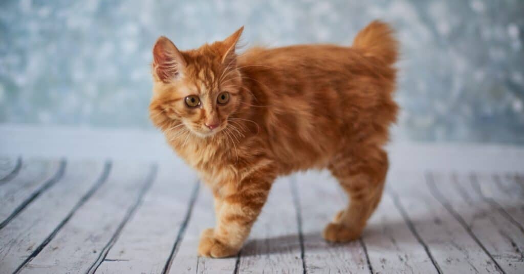 arancione-americano-bobtail-gatto-gattino