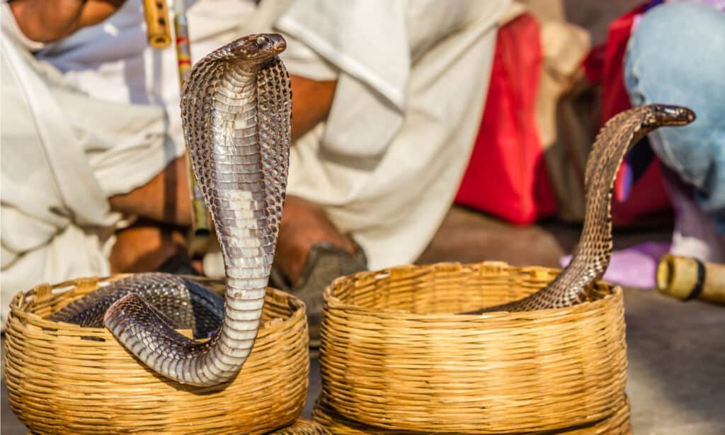 Serpenti mortali - Serpente in India 