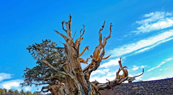 I 5 alberi più antichi della California

