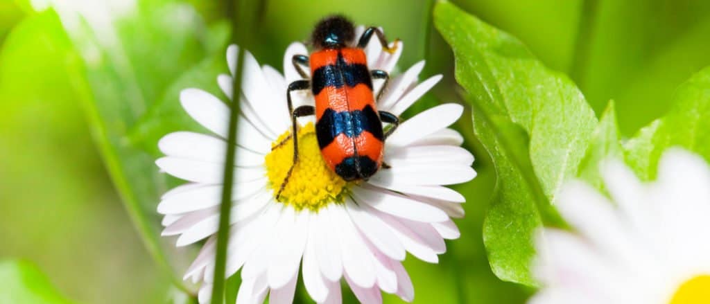 Blister rosso Beetle su un fiore di camomilla