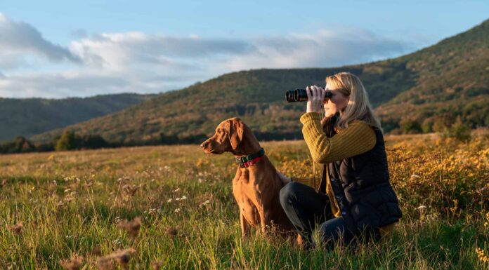 I 5 migliori spot per il birdwatching del New Hampshire quest'estate
