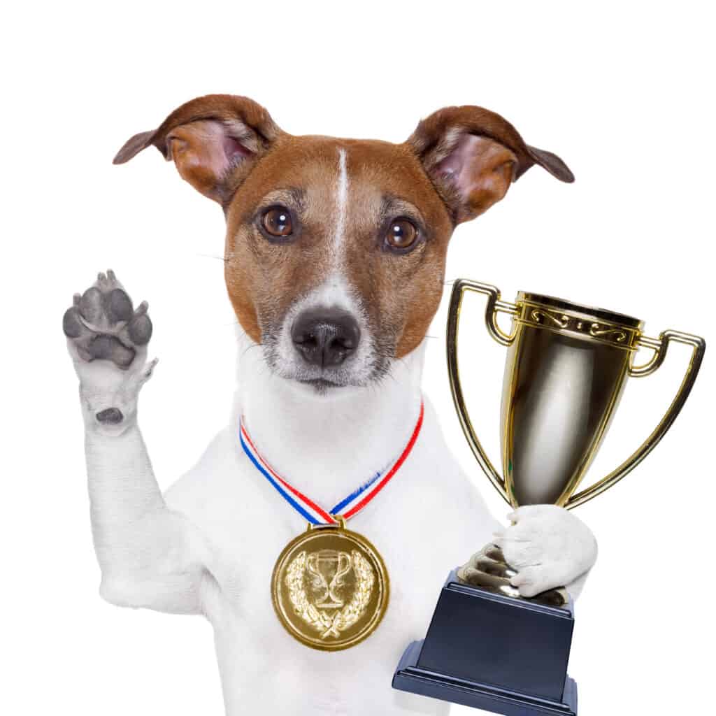 cane vince un trofeo