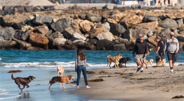 I 7 migliori parchi per cani a San Diego
