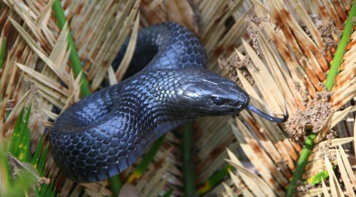 I 7 serpenti più grandi vicino a Tampa e alla costa del Golfo della Florida
