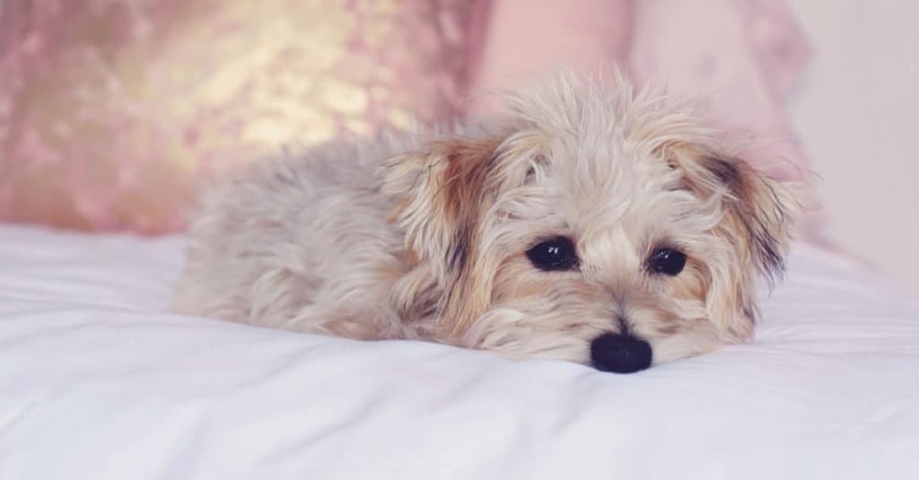 Piccolo mix di bichon Yorkie, Yorkie Bichon, simpatico adorabile cucciolo appoggiato sul letto