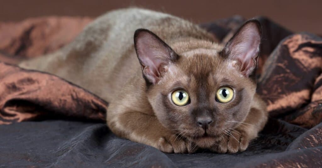 Gatti più lunghi - Gatto birmano