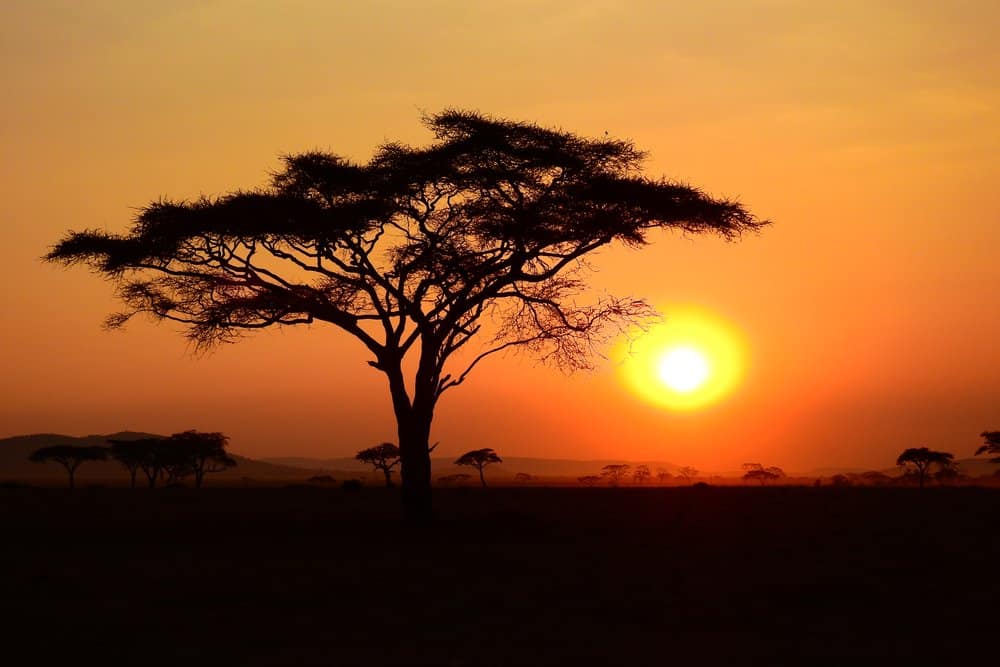Il sole che tramonta nel Serengeti con un grande albero in primo piano e diversi alberi sullo sfondo.