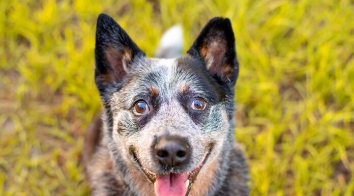 I Blue Heelers perdono il pelo?
