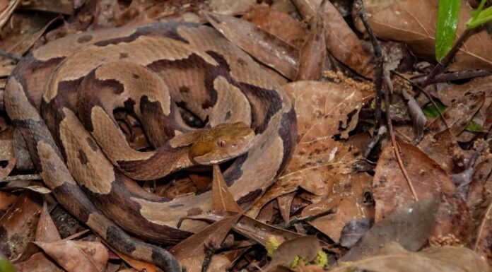 I Copperheads sono velenosi o pericolosi?
