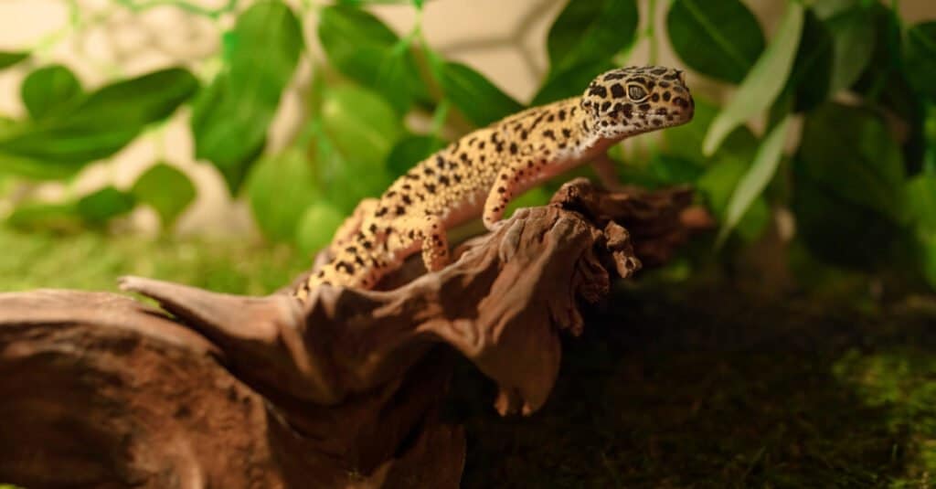 leopardo-geco-in piedi-su-un-tronco
