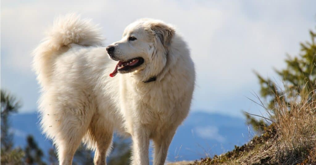 Cani più alti: Pirenei