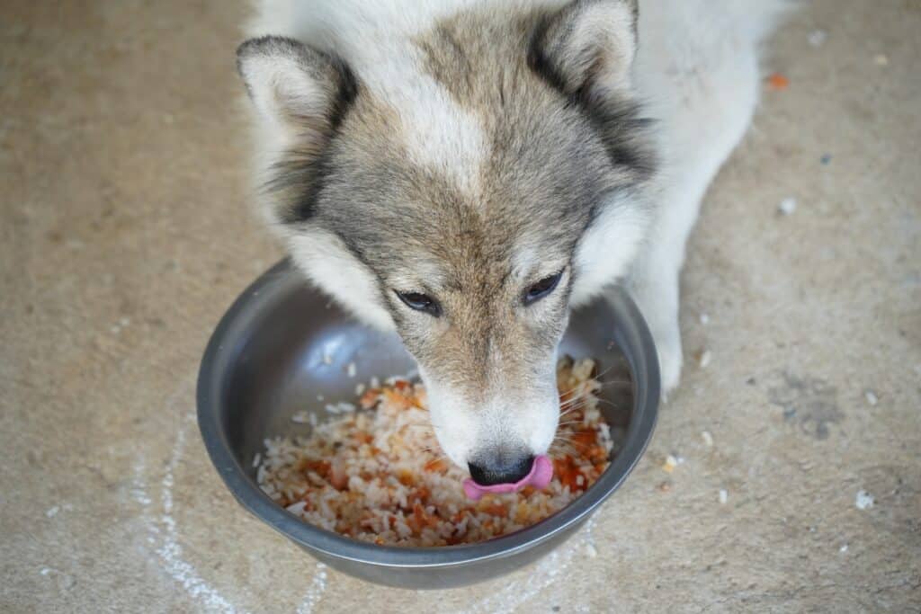 il cane sdraiato mangia mangime sulla ciotola con semi di riso cotto