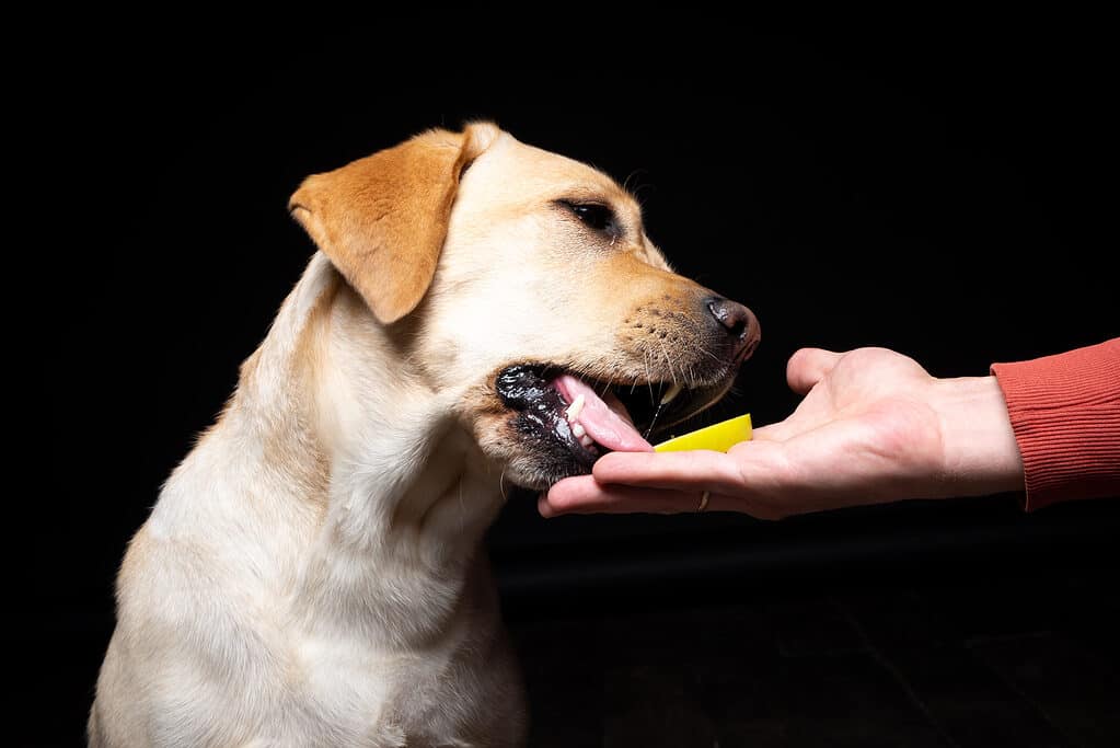 Cane che mangia una fetta di mela come regalo salutare
