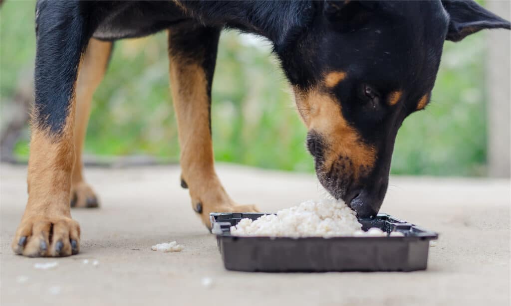 Doberman che mangia riso e carne