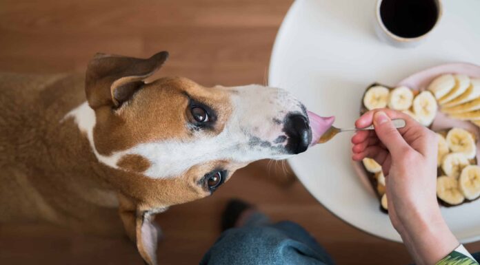  I cani possono mangiare la maionese in modo sicuro?  Cosa dice la scienza
