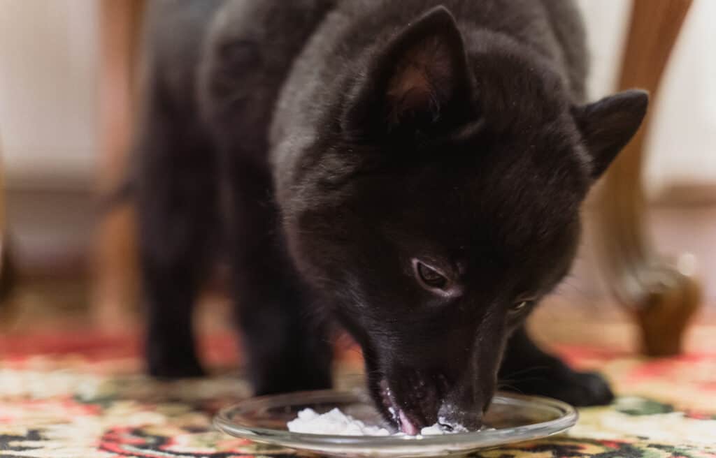 cane che mangia panna acida