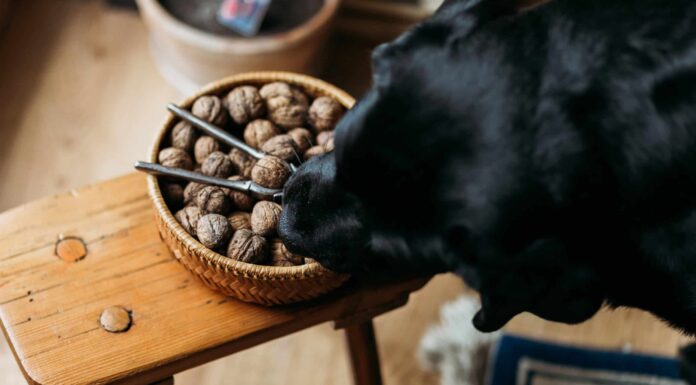  I cani possono mangiare tranquillamente le noci?  Dipende dal tipo
