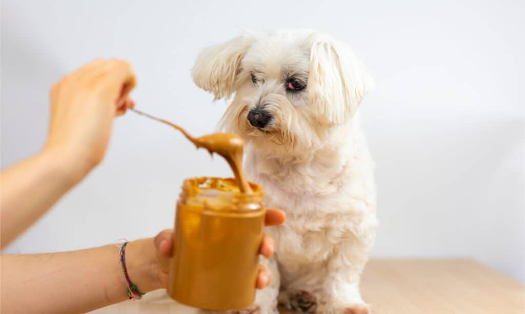 Un cagnolino bianco fissa un cucchiaio di burro di arachidi