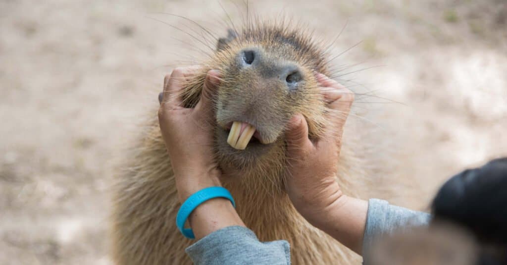 Capibara Denti - Incisivi