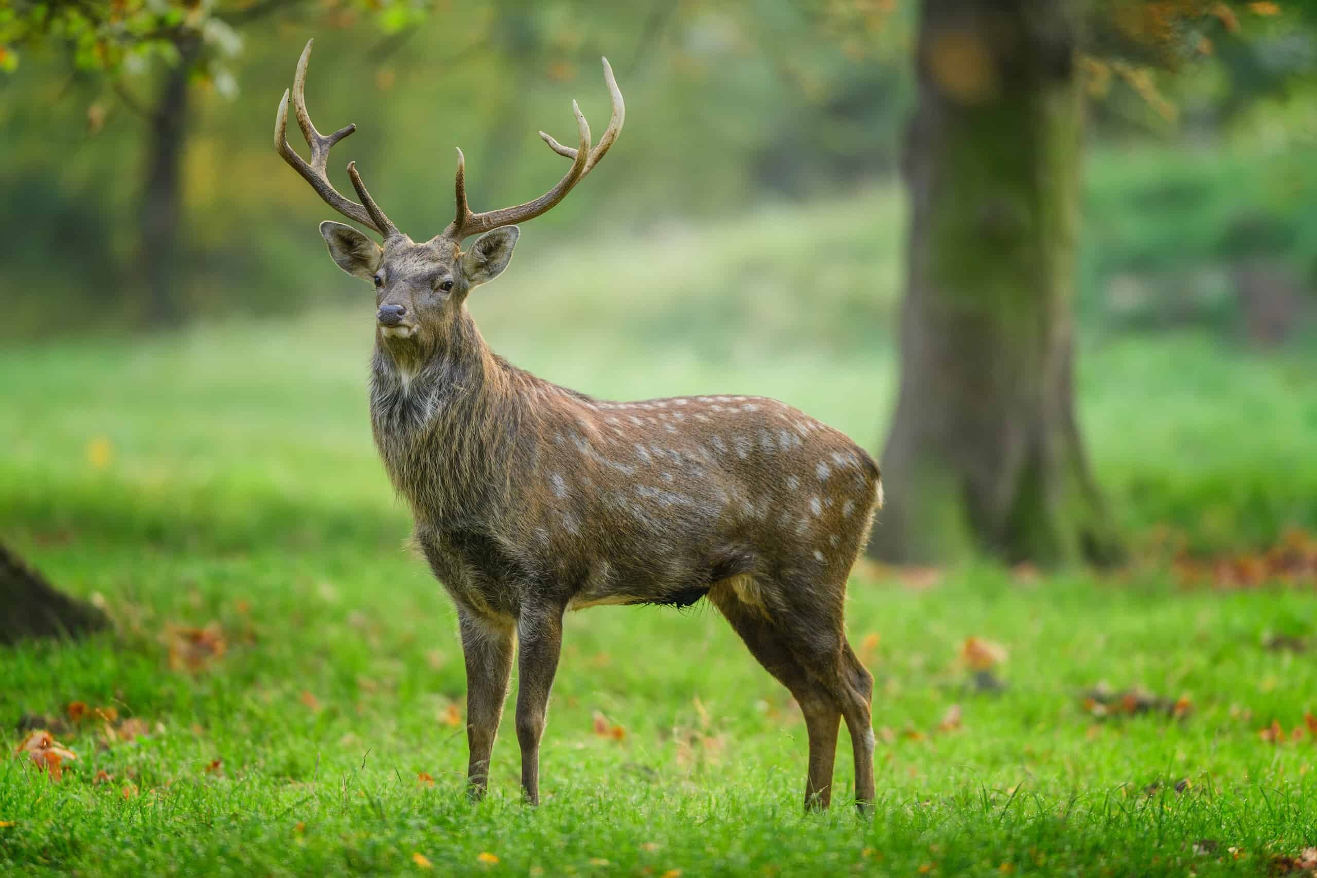 Cervo Sika