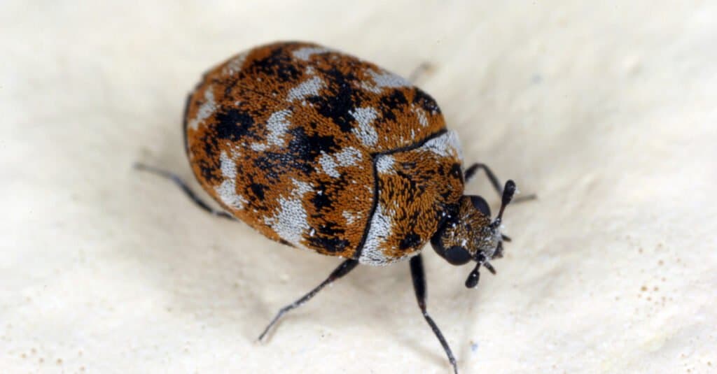 scarabeo tappeto sul materasso